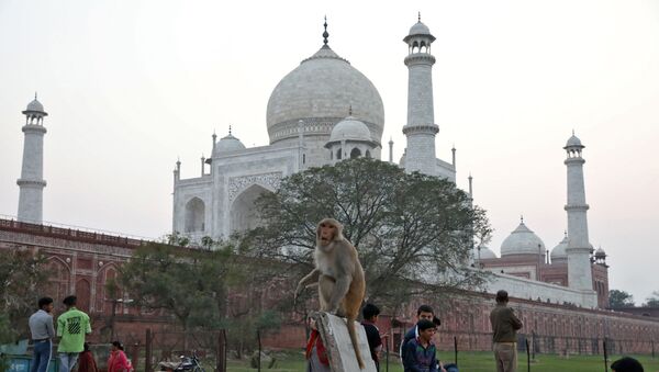 A monkey sits on a bench outside the historic Taj Mahal, where U.S. President Donald Trump and first lady Melania Trump are expected to visit, in Agra, India, February 23, 2020.  - Sputnik International