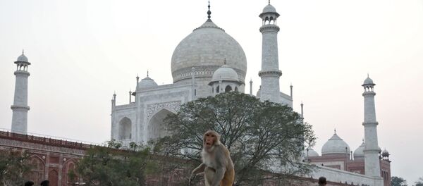 A monkey sits on a bench outside the historic Taj Mahal, where U.S. President Donald Trump and first lady Melania Trump are expected to visit, in Agra, India, February 23, 2020. A monkey sits on a bench outside the historic Taj Mahal, where U.S. President Donald Trump and first lady Melania Trump are expected to visit, in Agra, India, February 23, 2020. - Sputnik International