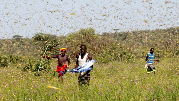 Samburu men attempt to fend-off a swarm of desert locusts flying over a grazing land in Lemasulani village, Samburu County, Kenya January 17, 2020.  - Sputnik International