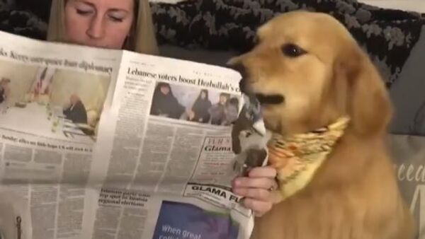 Dog and a newspaper - Sputnik International