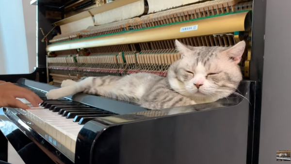 Meowlodic Lullaby: Cat Serenaded While Sleeping on Piano - Sputnik International