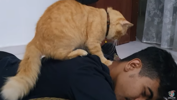 ‘That’s the Spot’: Cat Gives Owner Massage  - Sputnik International