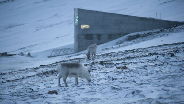 Reindeer graze in the snow near the Svalbard Global Seed Vault - Sputnik International