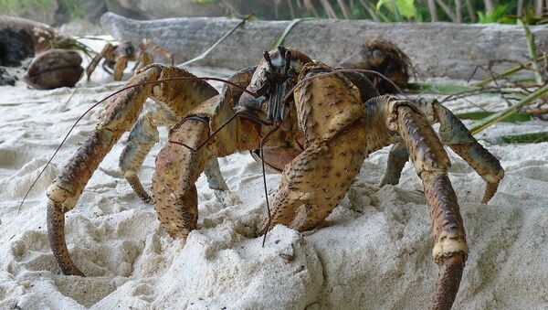 Coconut Crab - Sputnik International