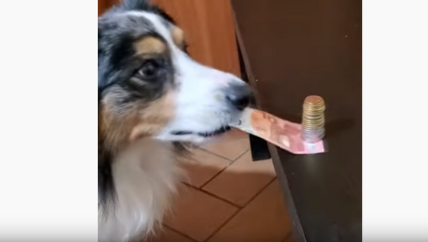 Money Magic: Canine Snags Cash From Under Coin Stack  - Sputnik International