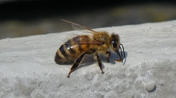 A Western honey bee drinks water from a wet stone - Sputnik International