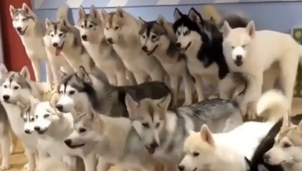 Sea of Fluff: Adorable Huskies Vie for Treats - Sputnik International