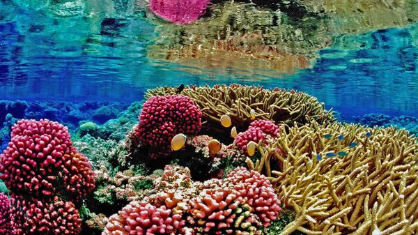 Coral reefs - Sputnik International