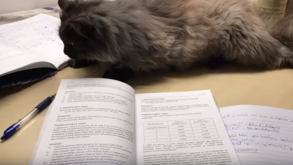 Let’s Nap Instead! Cute Cat Opposes Study Time  - Sputnik International