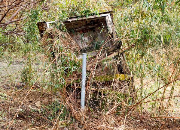 One of Takahisa Ogawa's overgrown bee nests is seen in Futaba Town, near tsunami-crippled Fukushima Daiichi nuclear power plant, Fukushima Prefecture, Japan February 17, 2020 - Sputnik International