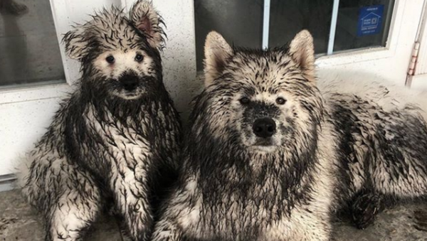 Dirty Doggos: Samoyed Siblings Get Covered in Mud  - Sputnik International
