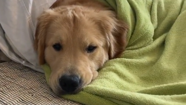 Chill and Recharge: Golden Retriever Relaxes in Bed  - Sputnik International