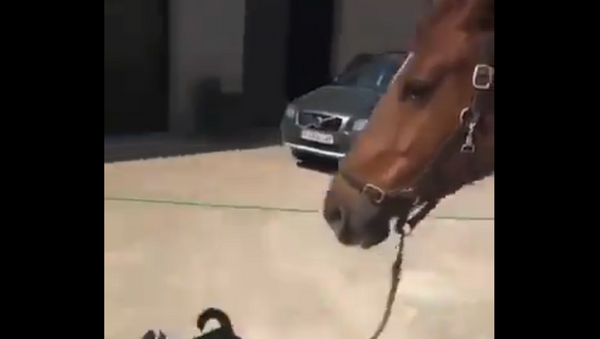 Horse and dog - Sputnik International
