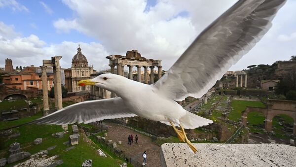 A seagull flies near the Ancient Forum in Rome in March 2020 - Sputnik International