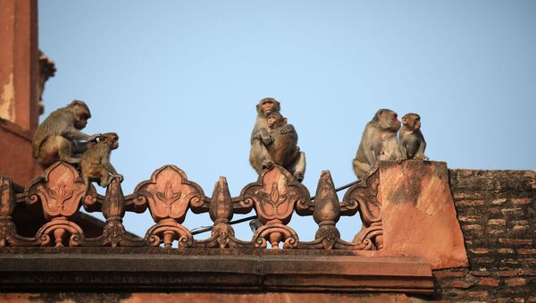 Monkeys rest on a boundary wall of the historic Taj Mahal, where U.S. President Donald Trump and first lady Melania Trump are scheduled to visit, in Agra, India, February 24, 2020. - Sputnik International