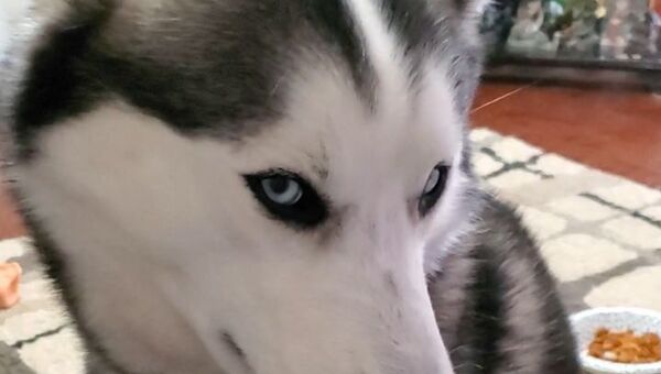 Shy husky - Sputnik International