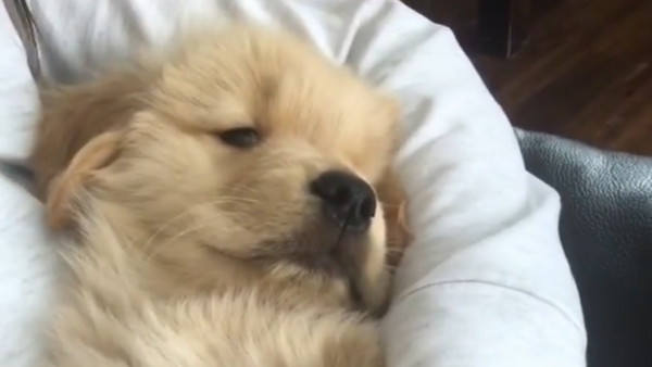 More Belly Rubs, Please! Golden Retriever Pup Cuddled Like a Baby  - Sputnik International