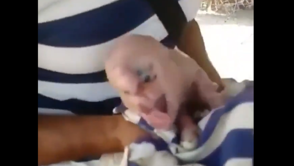 Screenshot: Bizarre Piglet Born With ‘Human Face, Eyes, Hair’ Shocks Farmers in Venezuela - Sputnik International