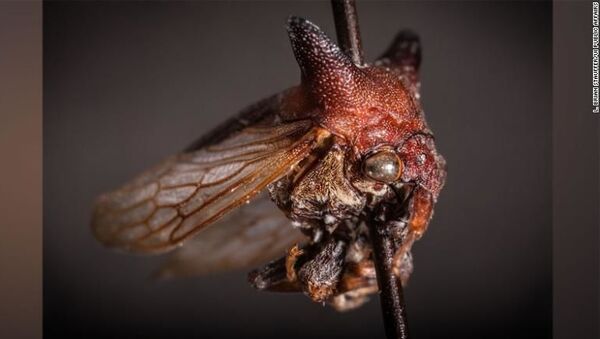 Newly Discovered Bug Species With Spiky Horns Named After Pop Star Lady Gaga - Sputnik International