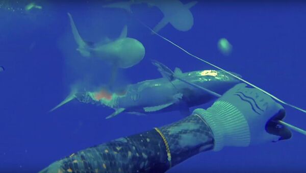 Battle Sharks for Dogtooth Tuna - Sputnik International