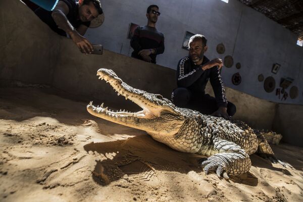 Give Me a Smile, Crocodile: Reptiles From Egyptian Village Live Side by Side With People - Sputnik International