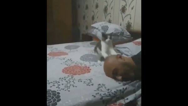 Kitten Plays With Man - Sputnik International