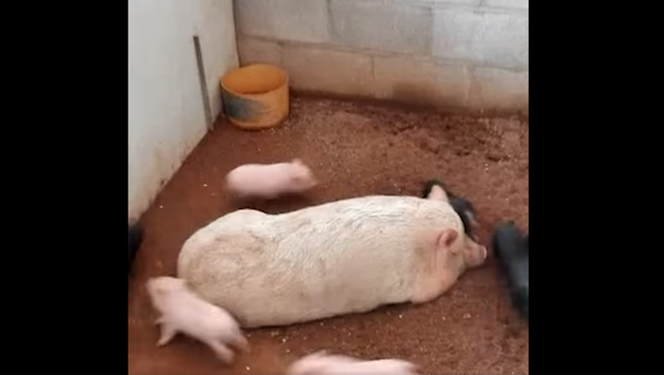 Baby Pigs Running Around Mom - Sputnik International