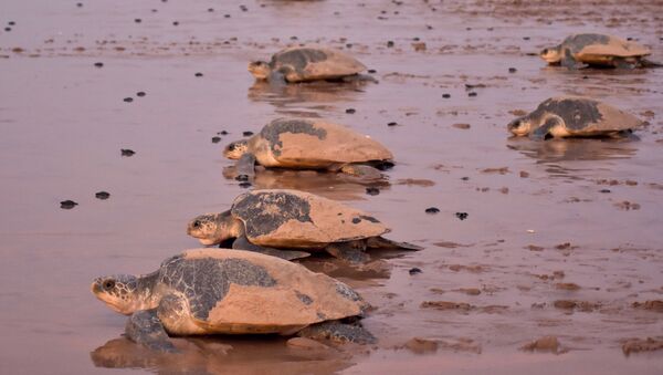 Newly-hatched baby Olive Ridley turtles are dwarfed by the larger adults as they make their way to the sea on a beach in Ganjam district in eastern India's Odisha state on April 19, 2018 - Sputnik International