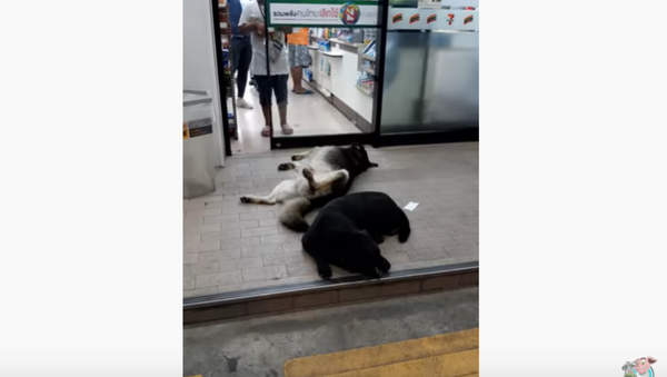 Party Animals: Tired Dogs Pass Out in Front of Grocery Store  - Sputnik International