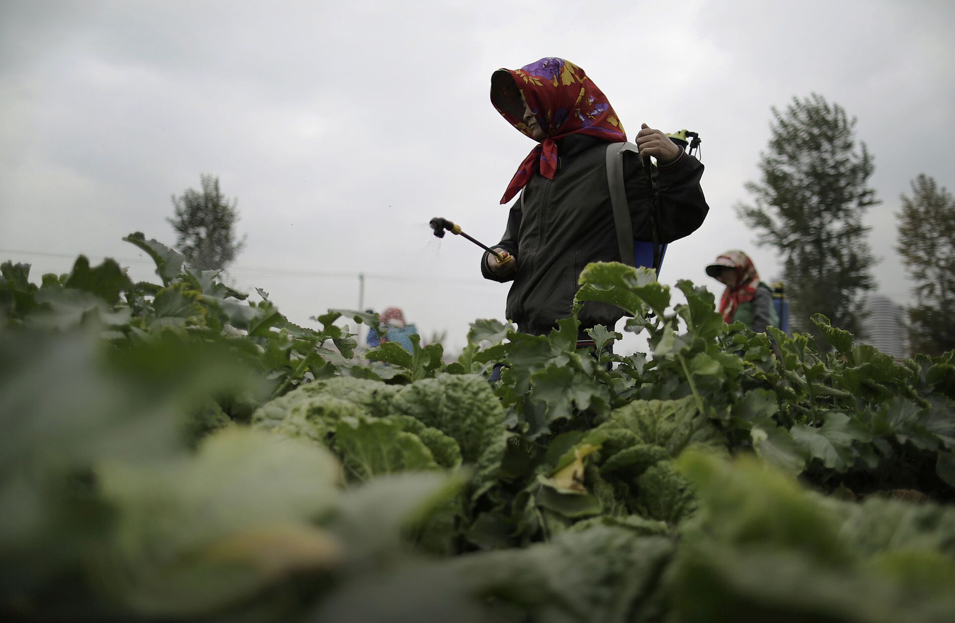 Farmers spray fertiliser on cabbage crops which will be harvested early next month and used mainly to make Kimchi at the Chilgol vegetable farm on the outskirts of Pyongyang, North Korea, Friday, Oct. 24, 2014 - Sputnik International, 1920, 14.01.2022