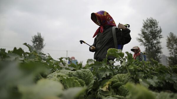 Farmers spray fertiliser on cabbage crops which will be harvested early next month and used mainly to make Kimchi at the Chilgol vegetable farm on the outskirts of Pyongyang, North Korea, Friday, Oct. 24, 2014 - Sputnik International