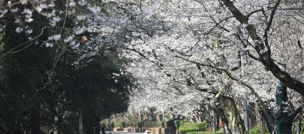 Security personnel walk next to a 5G enabled autonomous vehicle, installed with a camera filming blooming cherry blossoms for an online live-streaming session, inside the closed Wuhan University, in Wuhan, China, March 17, 2020 Security personnel walk next to a 5G enabled autonomous vehicle, installed with a camera filming blooming cherry blossoms for an online live-streaming session, inside the closed Wuhan University, in Wuhan, China, March 17, 2020 - Sputnik International