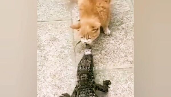 Cat and crocodile - Sputnik International