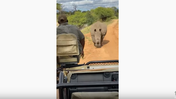 Drive Fast! South African Rhino Chases After Safari Group - Sputnik International