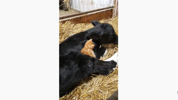 Snug as a Bug: Newborn Calf Gets Cuddled by Kitten  - Sputnik International