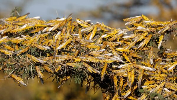Desert locusts are seen on a tree at a ranch near the town of Nanyuki in Laikipia county, Kenya, February 21, 2020. Picture taken February 21, 2020 - Sputnik International