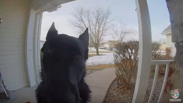 Ding Dog! German Shepherd Rings Doorbell When He Wants In - Sputnik International