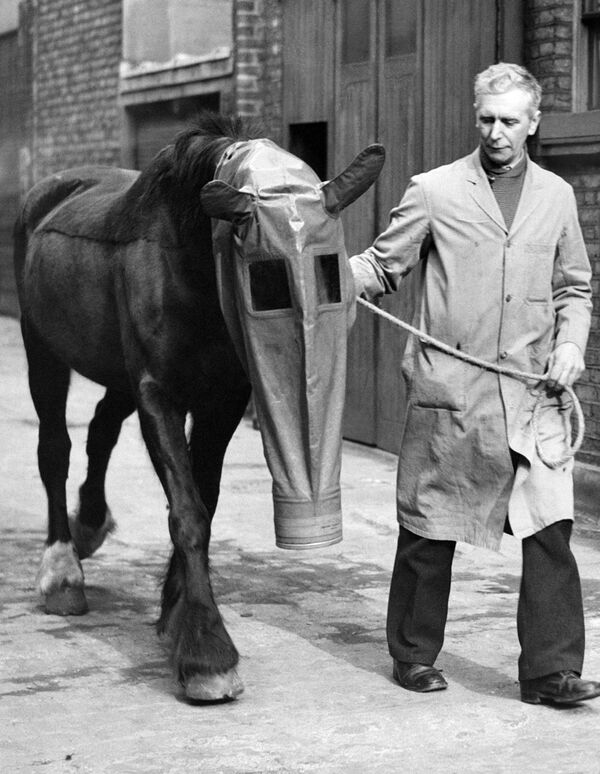 A horse equipped with a gas mask as a precaution against gas attacks. London, 27 March 1940 - Sputnik International