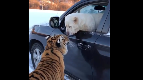 Tigerand Dog Tiger and Dog Jump in Carin Car - Sputnik International