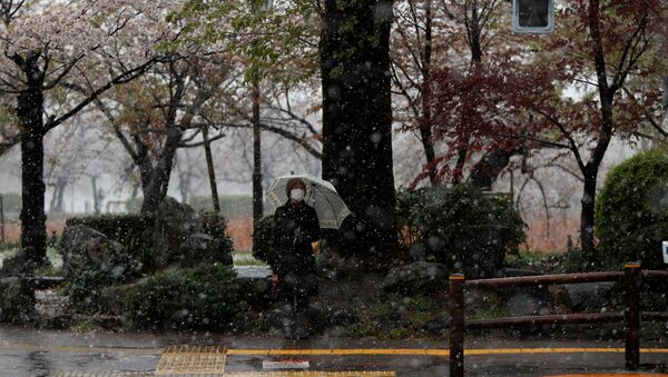 A woman wearing a protective face mask waits for a traffic signal near blooming cherry blossoms in a snow fall - Sputnik International