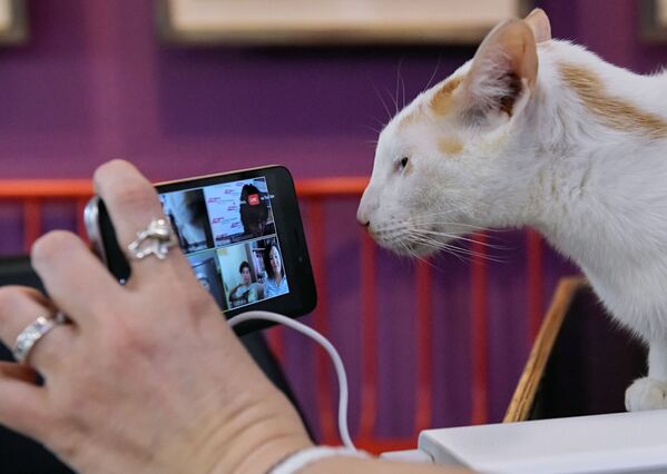 Stay Home, Pet Your Cat! Cute Feline Participants of 'Kitties Against Coronavirus' Online Conference - Sputnik International