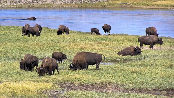 American Bison in Yellowstone National Park, Hayden Valley - Sputnik International