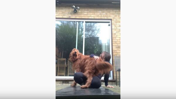 Adorable Pup Interrupts Quarantine Yoga Routine  - Sputnik International