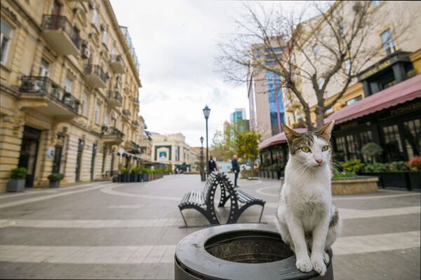 A cat on a deserted street of Baku, Azerbaijan - Sputnik International