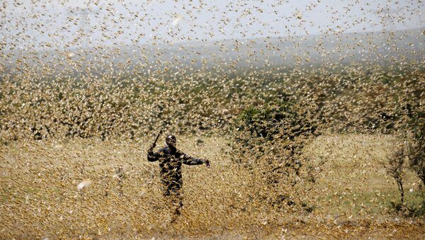 A man attempts to fend-off a swarm of desert locusts at a ranch near the town of Nanyuki in Laikipia county, Kenya, February 21, 2020 - Sputnik International