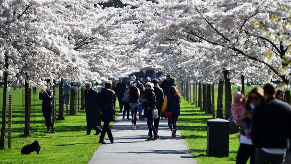 People walk under cherry blossom trees in Battersea Park, as the number of coronavirus disease (COVID-19) cases grow around the world, in London, Britain March 22, 2020 - Sputnik International