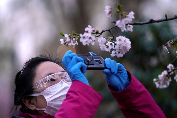 A woman with a protective mask takes pictures of blooming cherry blossoms at a park after the city's emergency alert level for coronavirus disease (COVID-19) was downgraded, in Shanghai, China March 23, 2020 - Sputnik International