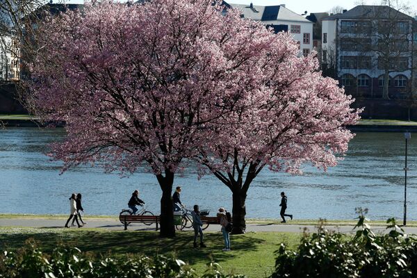People walk under trees with cherry blossoms during a partial lockdown in Frankfurt, Germany March 24, 2020 as the spread of the coronavirus disease (COVID-19) continues - Sputnik International