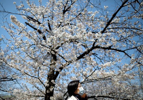 A woman wearing a protective face mask following an outbreak of the coronavirus disease (COVID-19) walks past under blooming cherry blossoms in Tokyo, Japan March 26, 2020 - Sputnik International