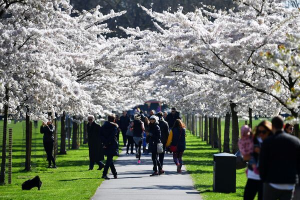 People walk under cherry blossom trees in Battersea Park, as the number of coronavirus disease (COVID-19) cases grow around the world, in London, Britain March 22, 2020 - Sputnik International